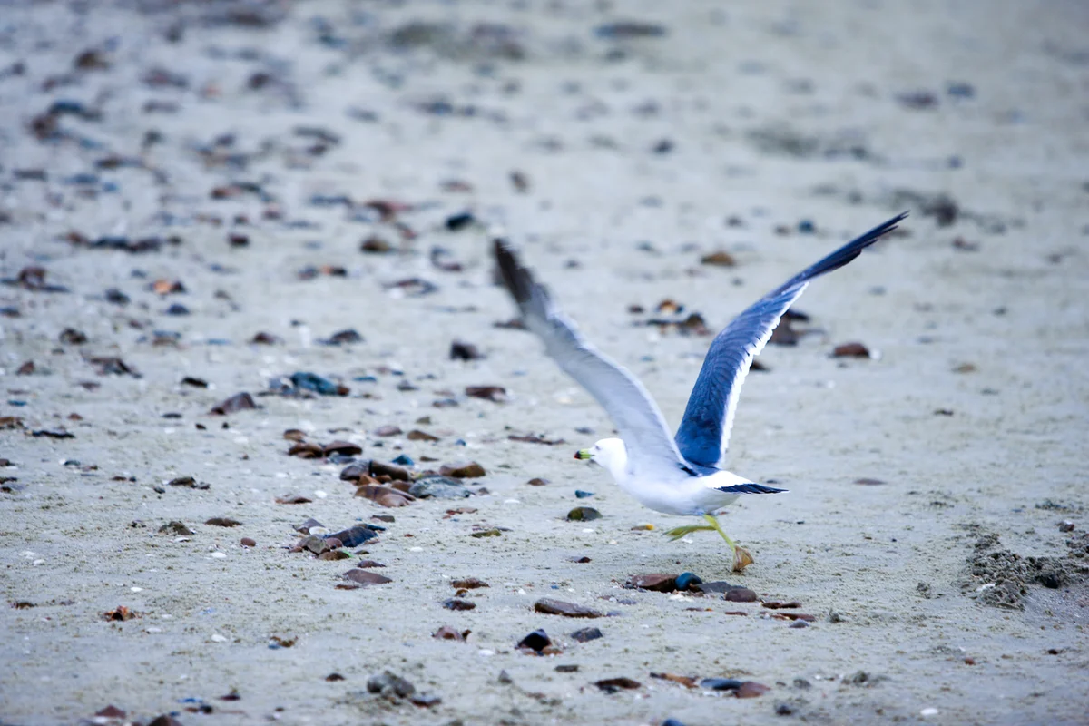 꽃지해수욕장 - 안면도캠핑 여행