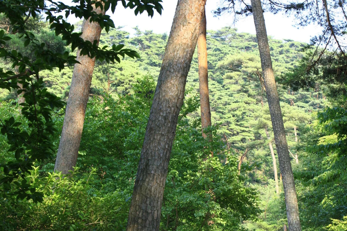 안면도자연휴양림 - 안면도캠핑 여행