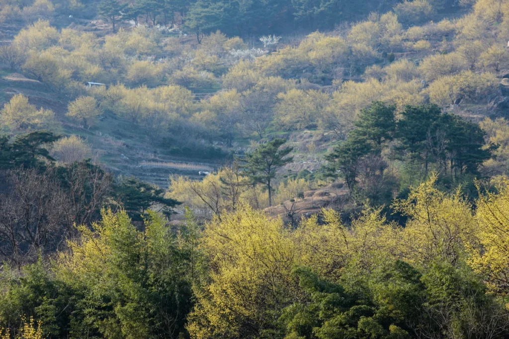 구례산수유마을 데이트 (출처 : 한국관광공사)