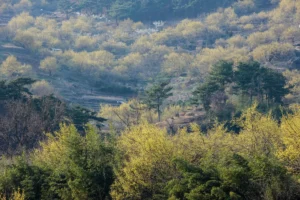 구례산수유마을 데이트 (출처 : 한국관광공사)