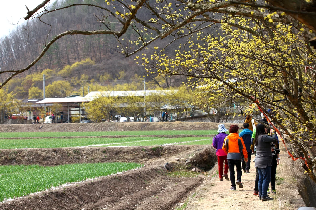 의성 산수유 꽃 축제 - 의성군 여행