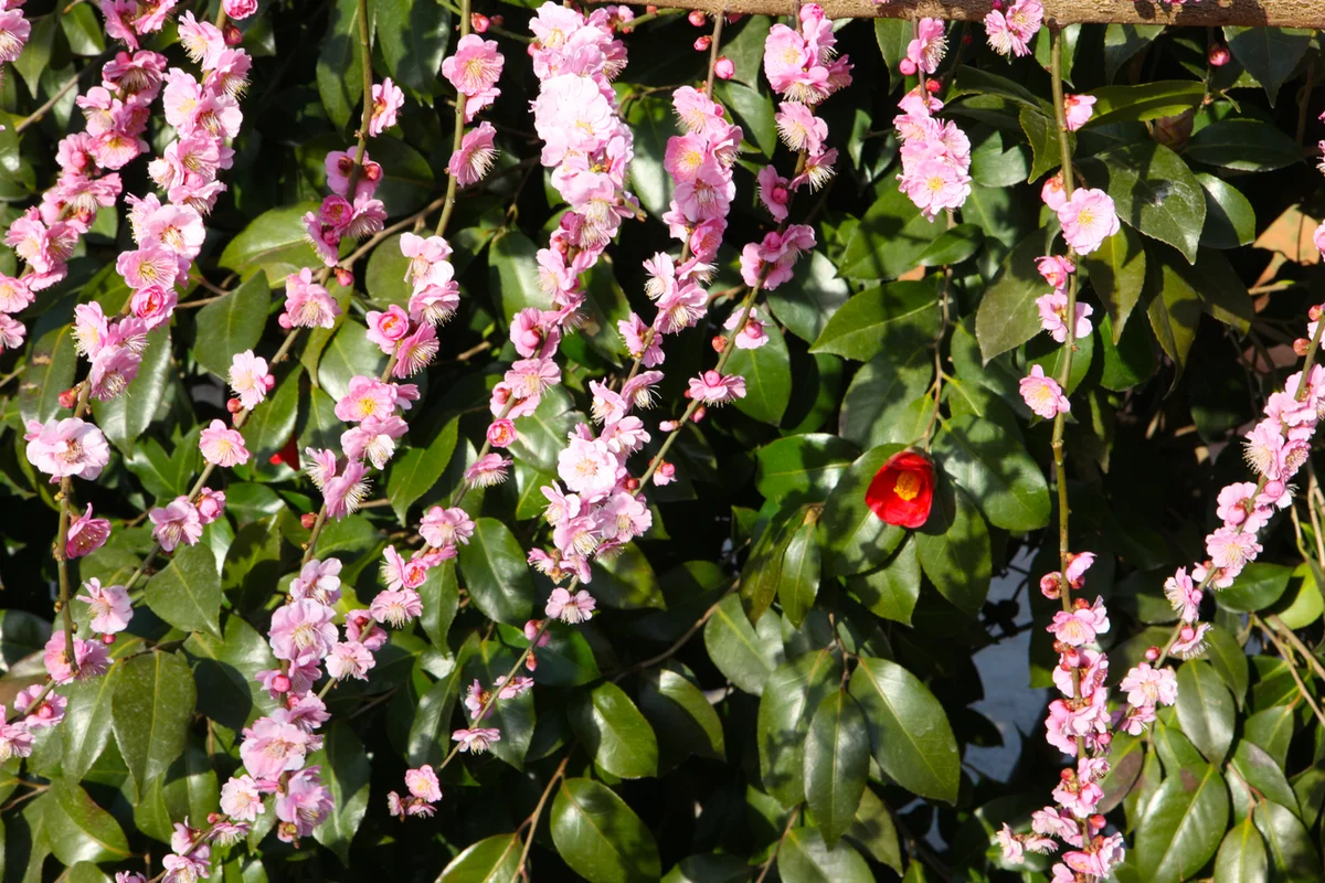 해남 동백꽃 명소 (출처 : 한국관광공사)