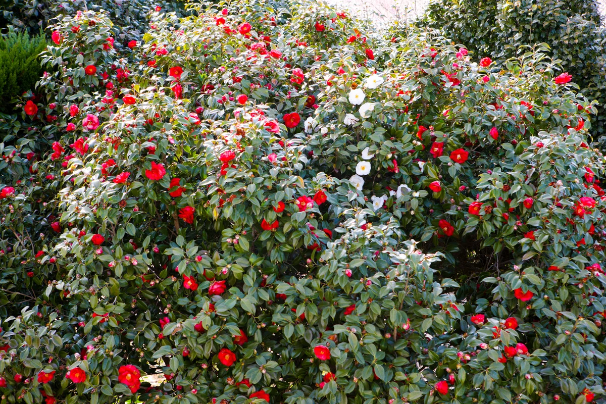 강진 백련사 동백숲 - 해남여행 여행