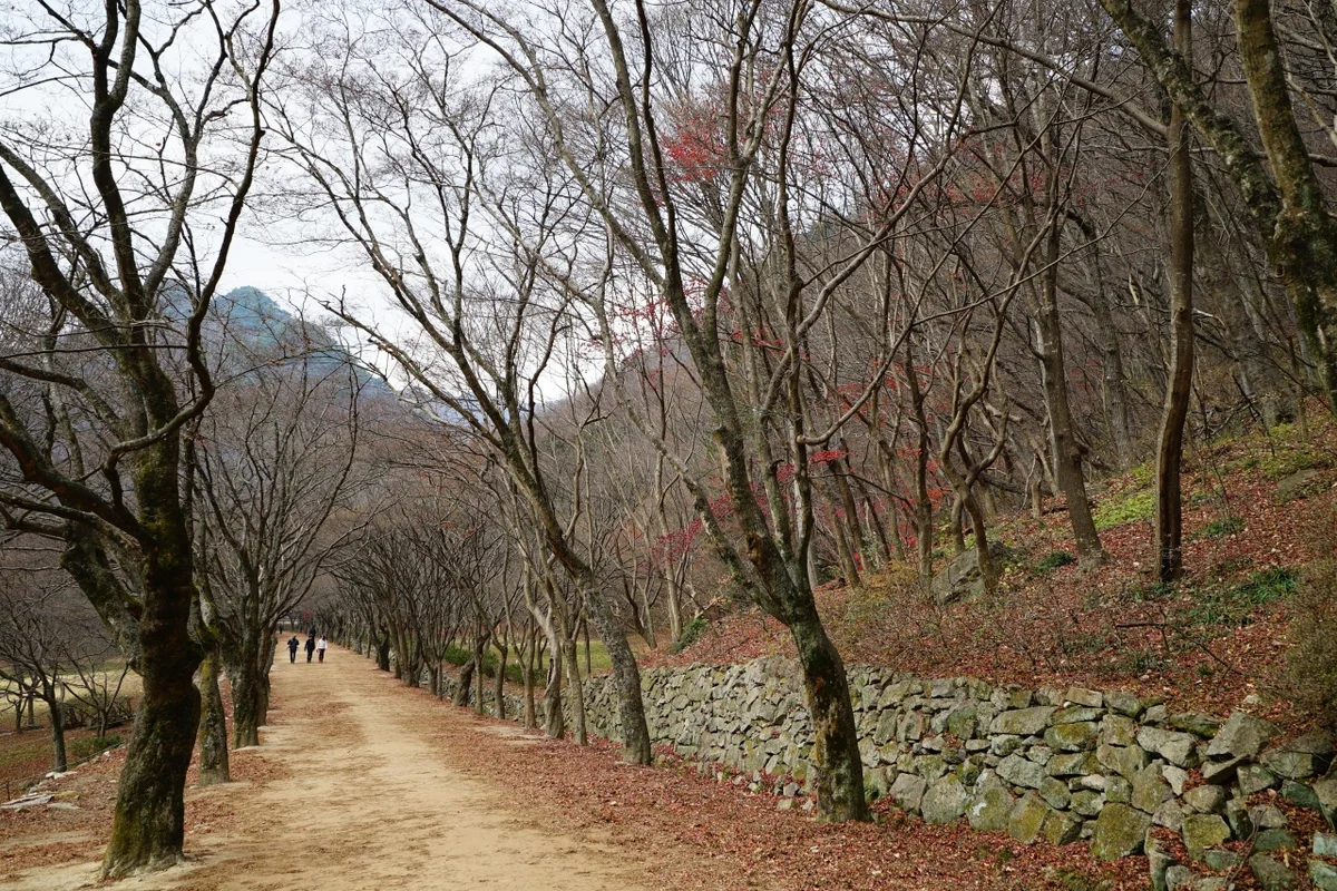 내장산 - 내장산벚꽃 여행