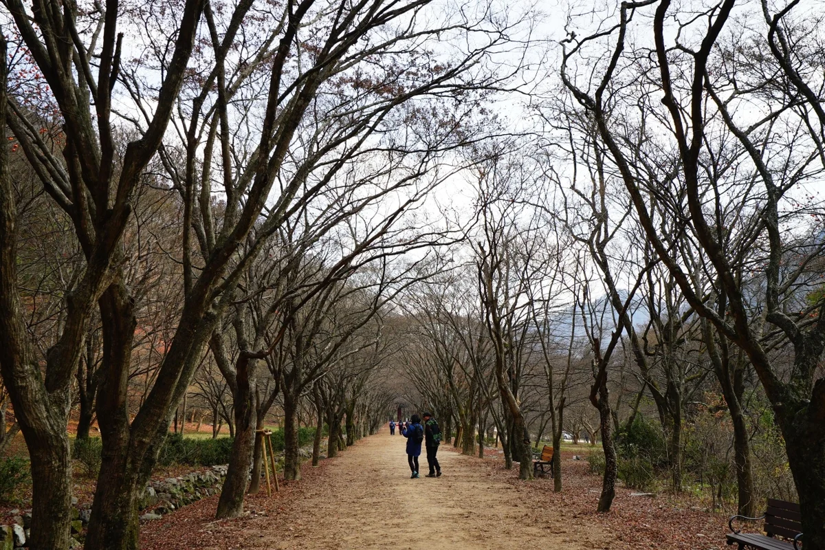 내장산단풍생태공원희귀식물원 - 내장산 여행