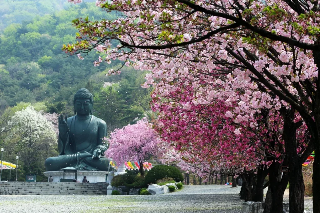 김천시 벚꽃 명소 (출처 : 한국관광공사)