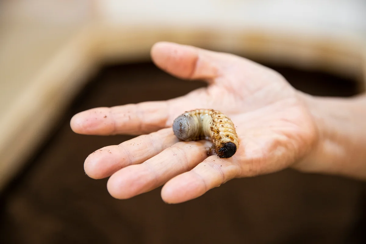 담양곤충박물관 - 담양 여행