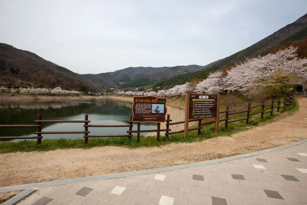 화순 봄꽃 축제 - 화순군 여행