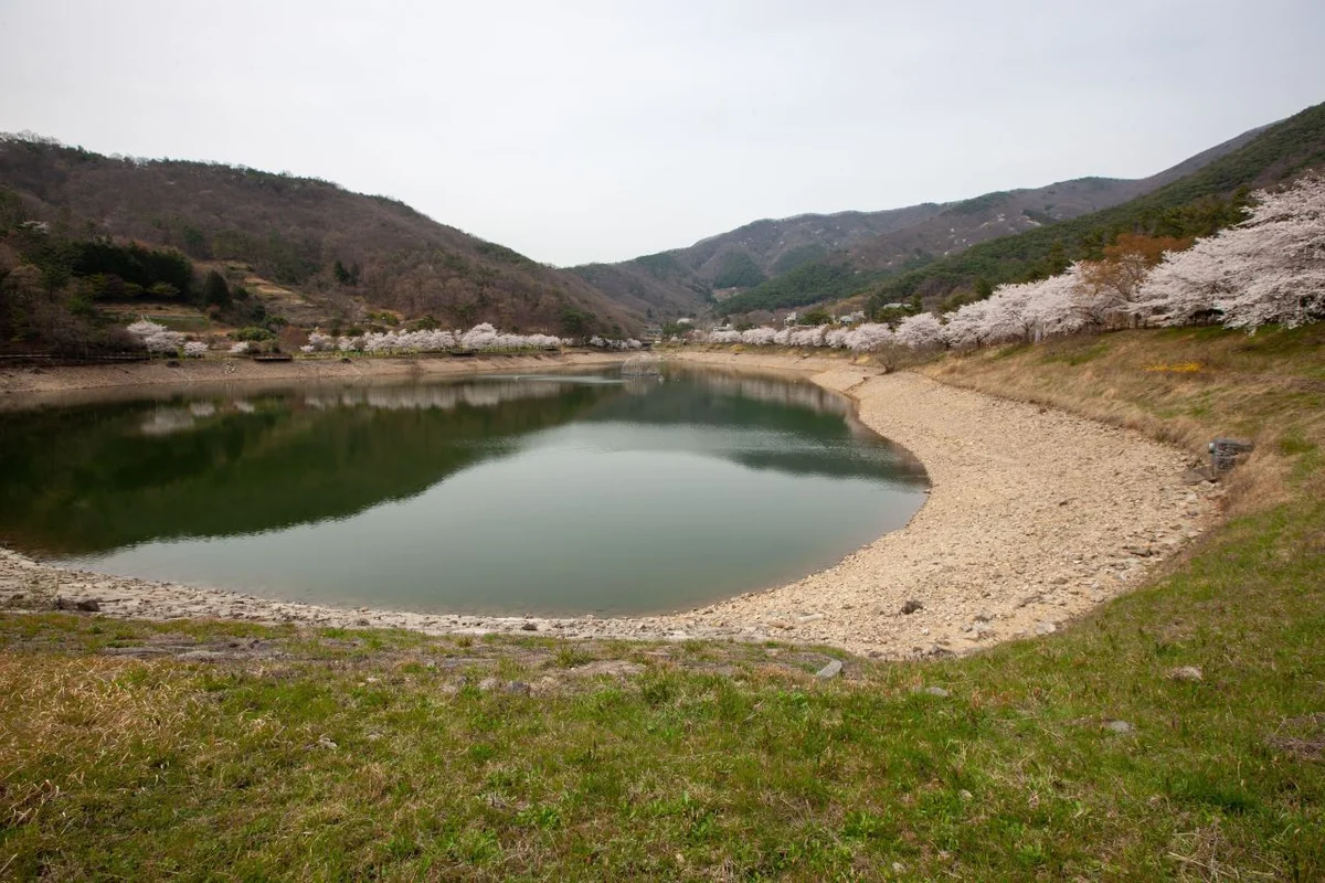 대원사벚꽃길 - 화순군 여행