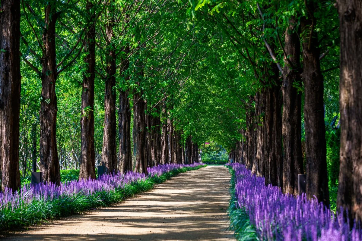 메타세쿼이아 숲길 - 울산대공원 여행