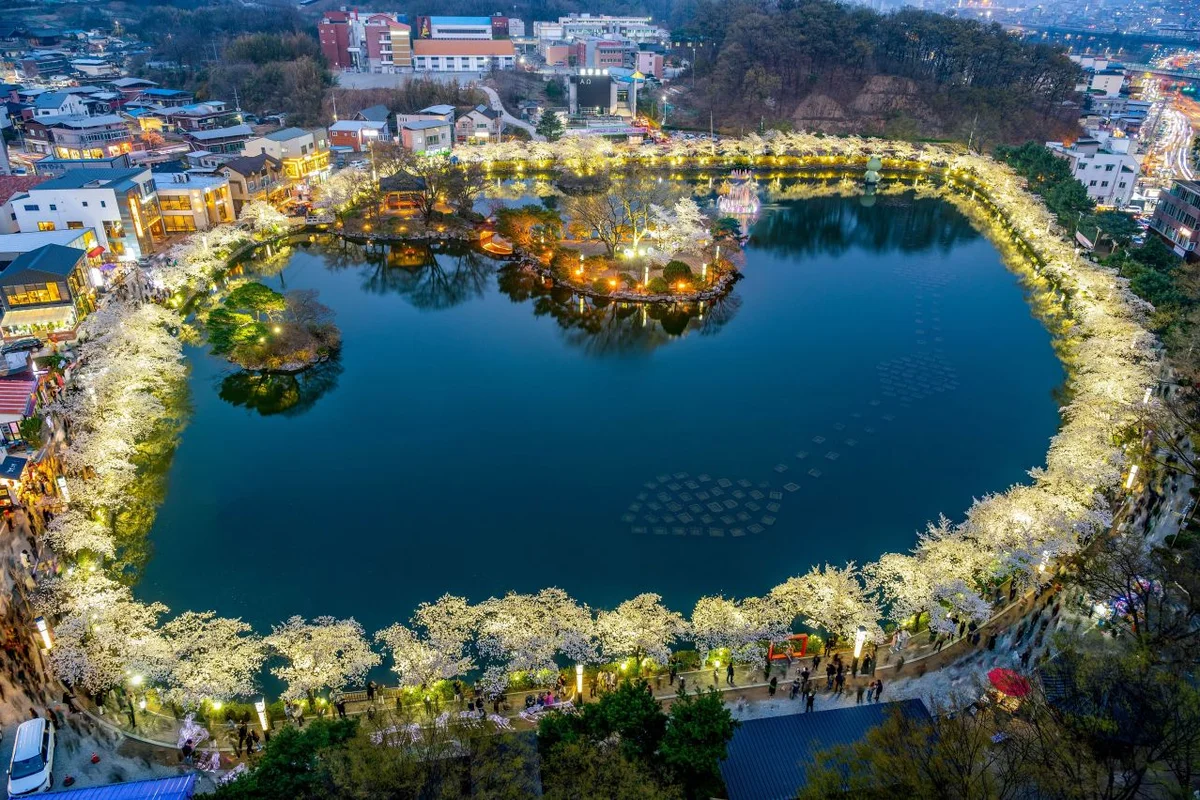 연화지 - 김천시 벚꽃 명소 여행