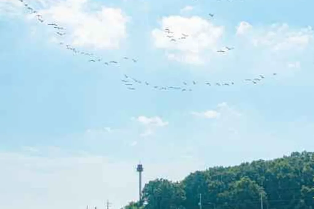 강화군 짚라인 (출처 : 한국관광공사)