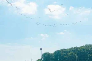 강화군 짚라인 (출처 : 한국관광공사)