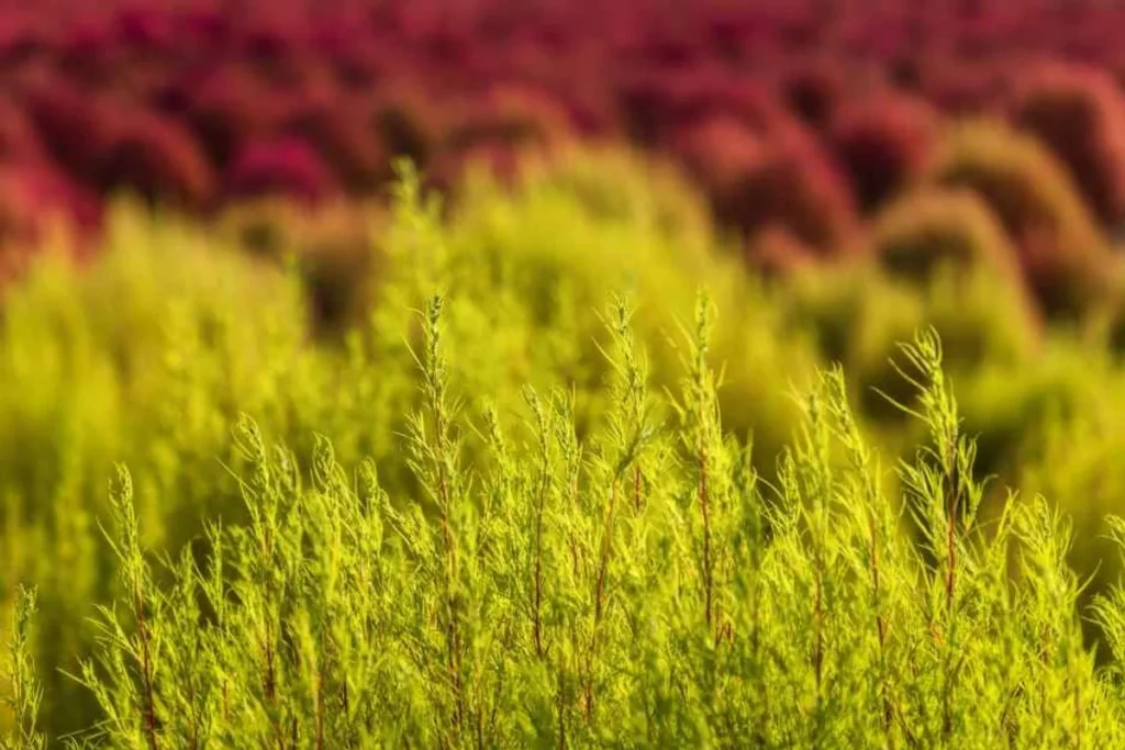 연천군 골프장 (출처 : 한국관광공사)