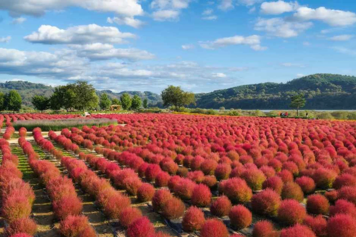 연천군 골프장: 연천파크골프장 - 연천군 여행