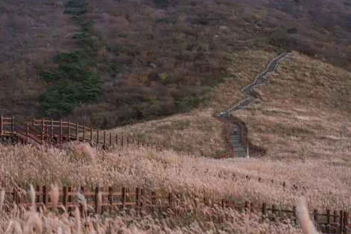울산대공원 장미원 - 울산대공원 여행