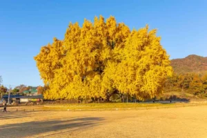원주 주차 편한 곳 (출처 : 한국관광공사)