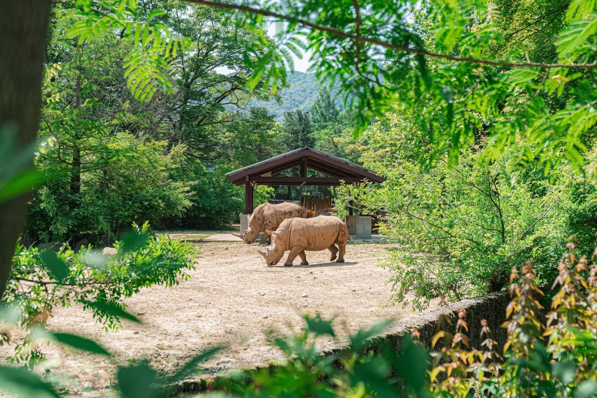 서울대공원, 과천 혼행의 시작점 - 과천여행 여행